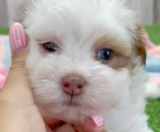 Havapoo Puppies For Sale Windy City Pups